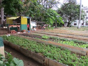 Green Cuba: Ecologival Alternatives in Havana and Beyond